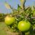 嫁接澳洲青苹果树苗，南北方种植庭院种植，当年结果盆栽地栽