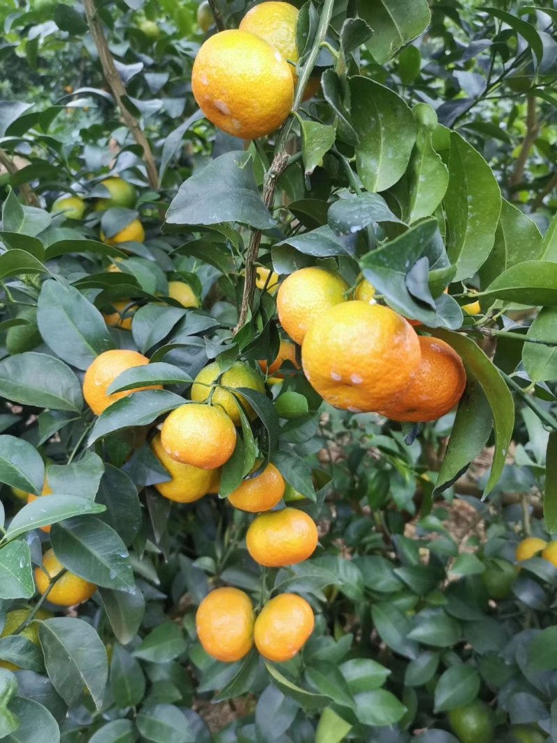 砂糖橘