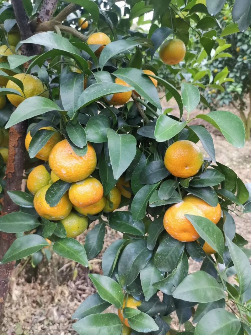 砂糖橘