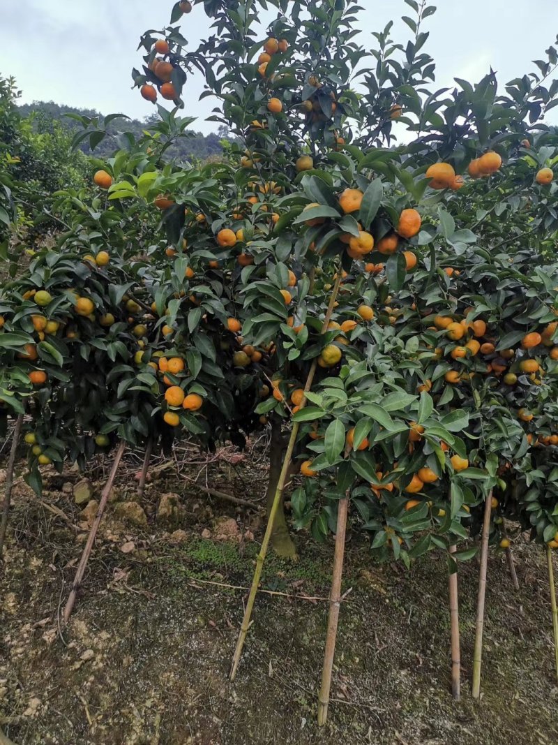 砂糖橘