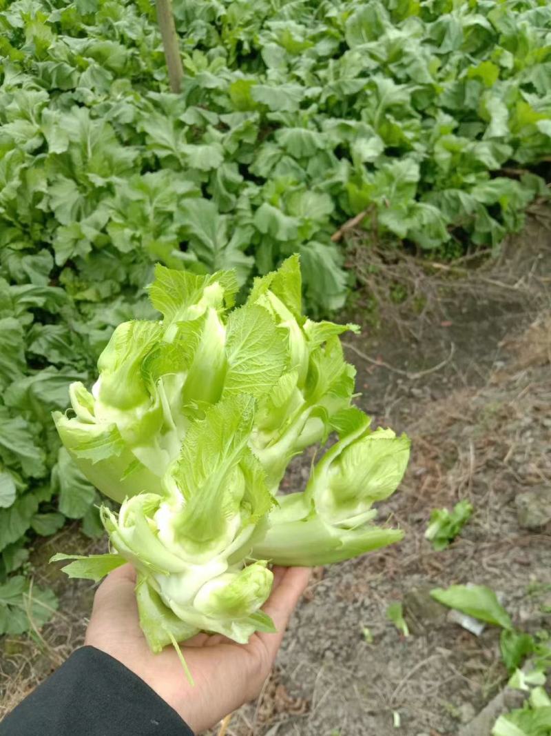 四川大型基地供应，接全国客商,儿菜,娃娃菜,精品加工儿菜