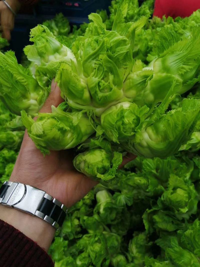 无公害，精品儿菜上市，产地直销，一手货源