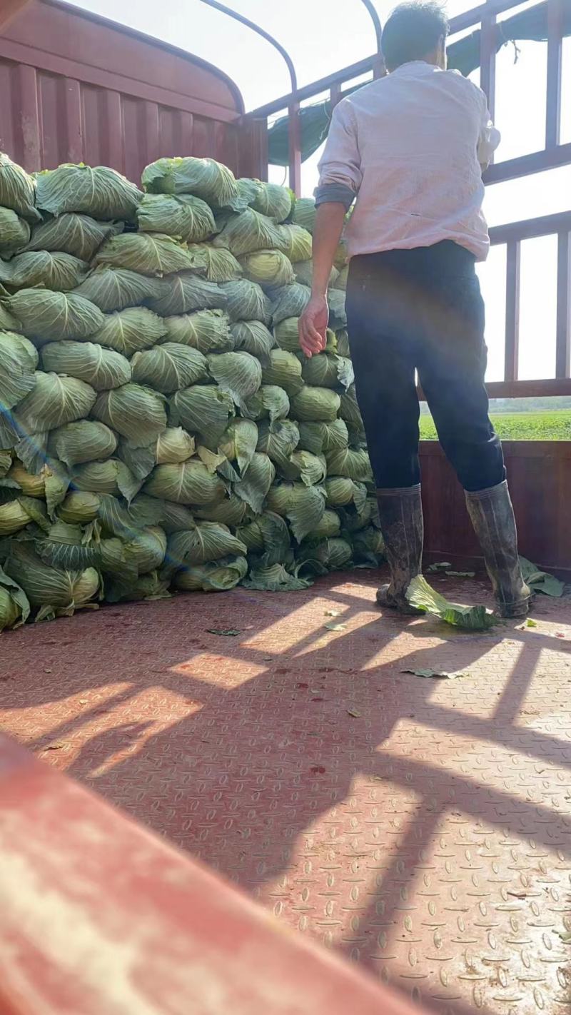 甘蓝，大量现货圆包，扁包