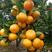 【精品蜜橘】湖北宜昌优质蜜橘，果大皮薄口感好，保质保量