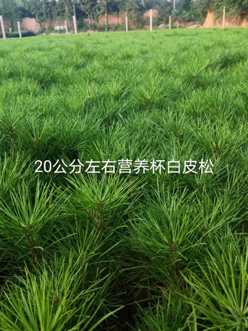 白皮松营养杯优质小苗山西运城临猗新峰苗木
