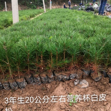 白皮松营养杯优质小苗山西运城临猗新峰苗木