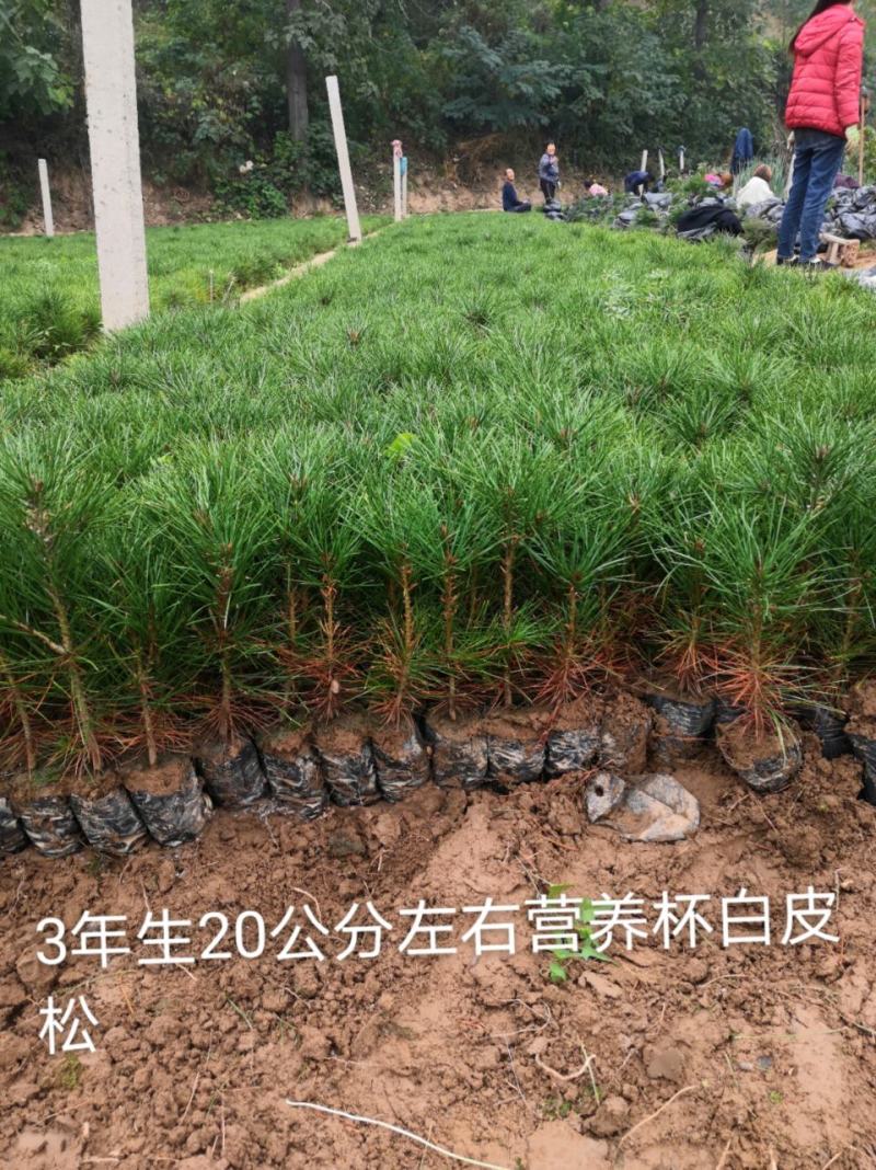 白皮松营养杯优质小苗山西运城临猗新峰苗木
