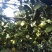安福老树正宗井冈山蜜柚