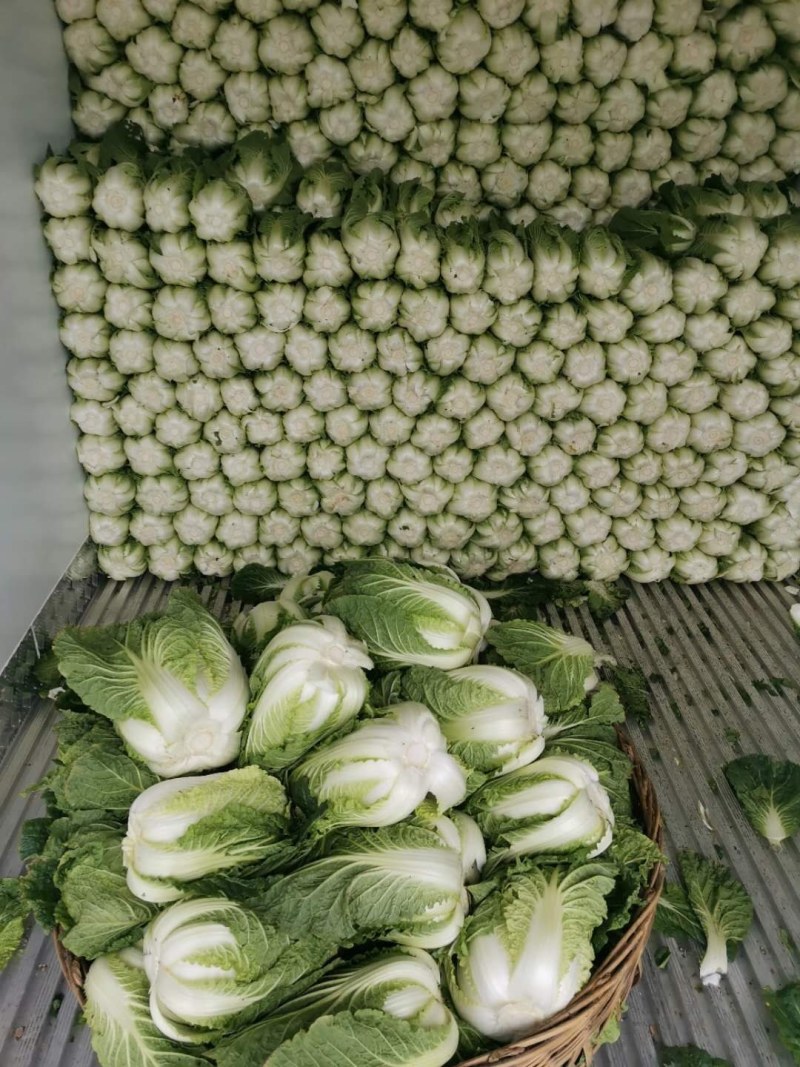 湖北精品黄心大白菜，农家种植量大品质好欢迎咨询
