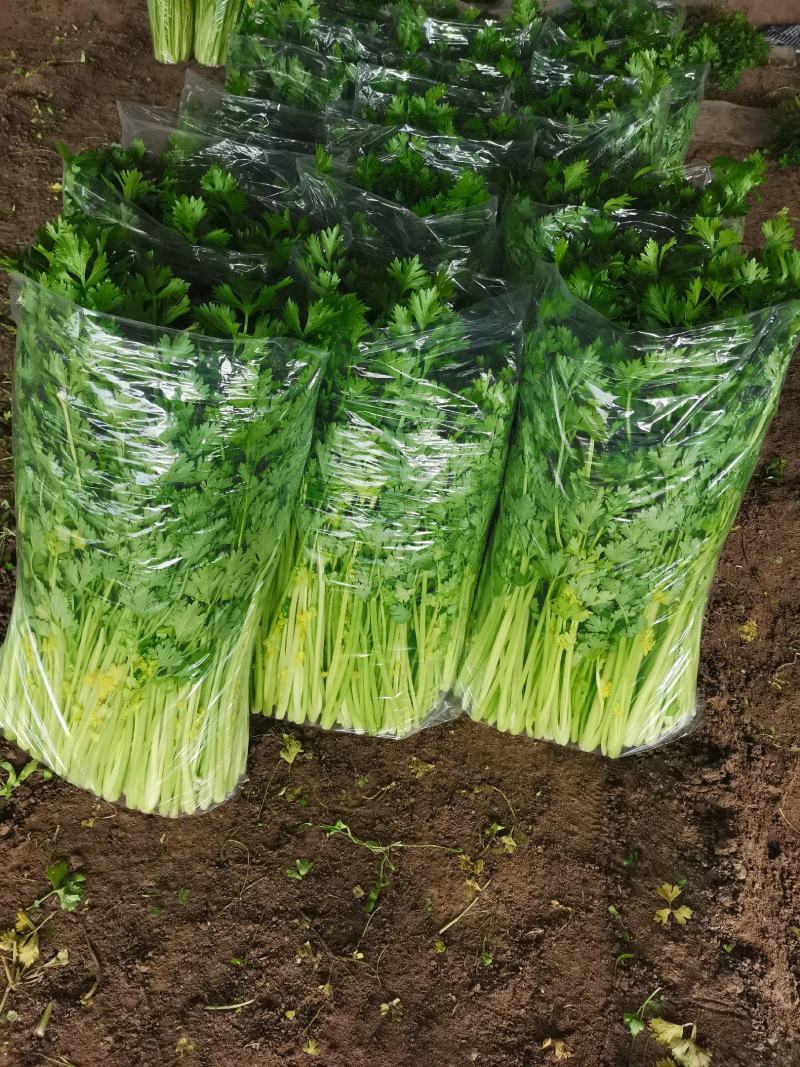 辽宁凌海产地直供芹菜产地直销质量好手工干净各种包装