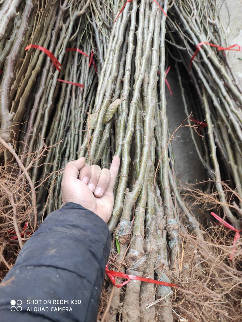 众诚一号苹果，众诚3号，秦脆，鲁丽，红富士，甜度高，