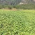 大量出售豆薯地瓜土瓜