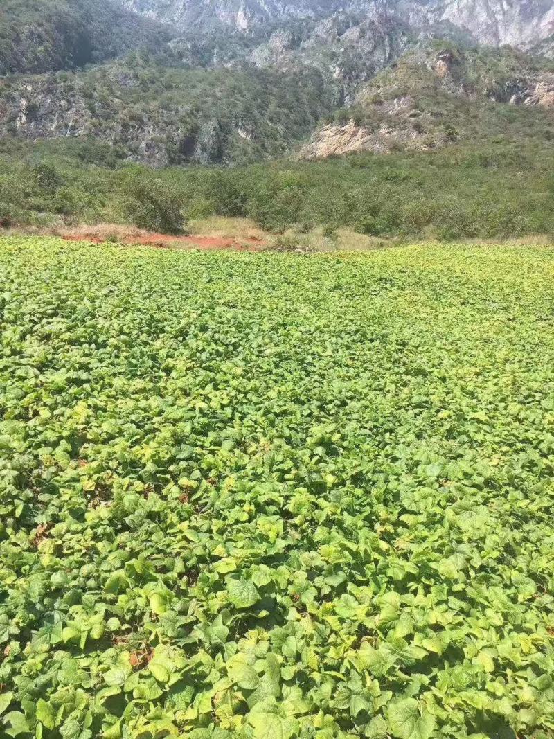 大量出售豆薯地瓜土瓜