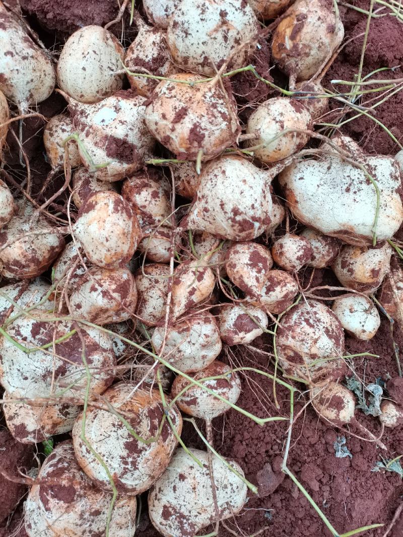 大量出售豆薯地瓜土瓜