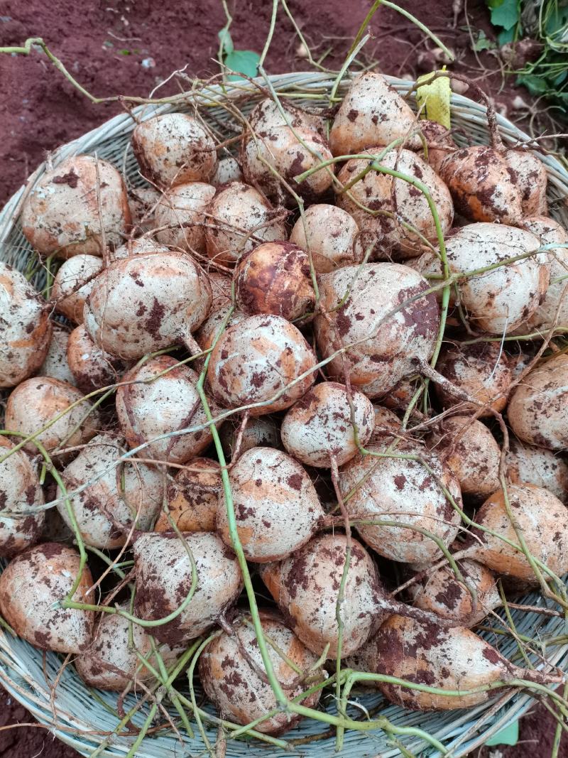 大量出售豆薯地瓜土瓜