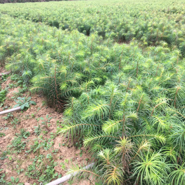 杉树苗长势良好根系发达成活率