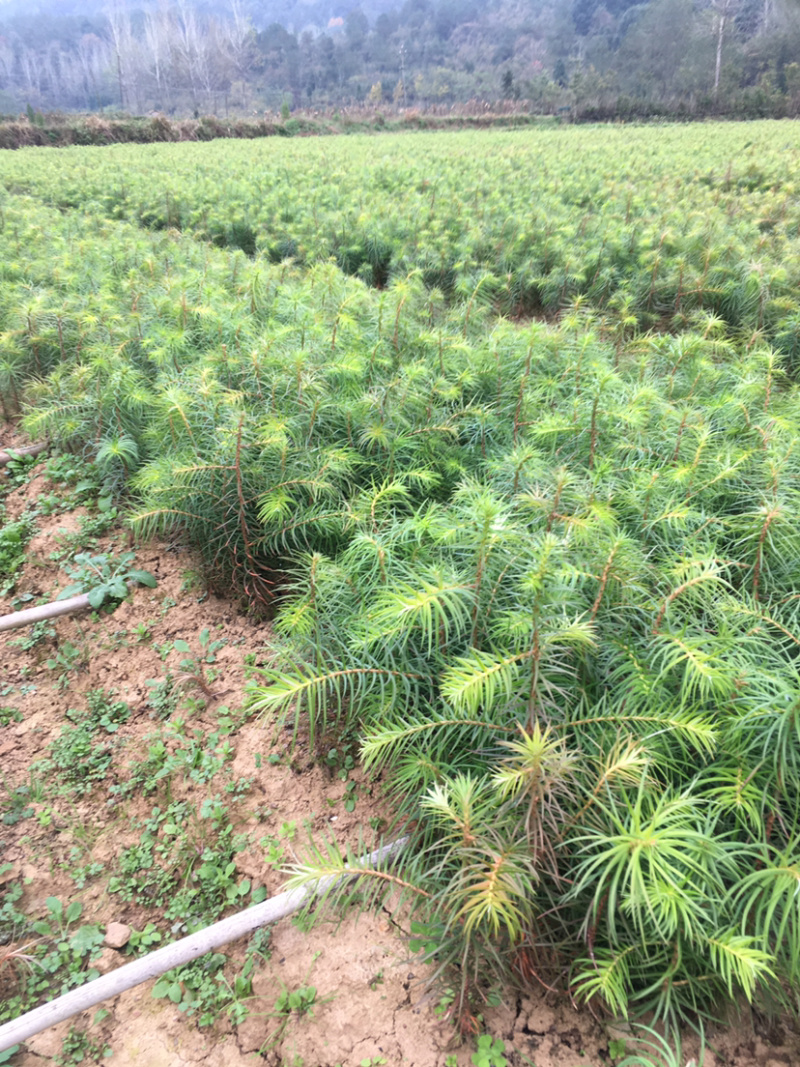 杉树苗长势良好根系发达成活率