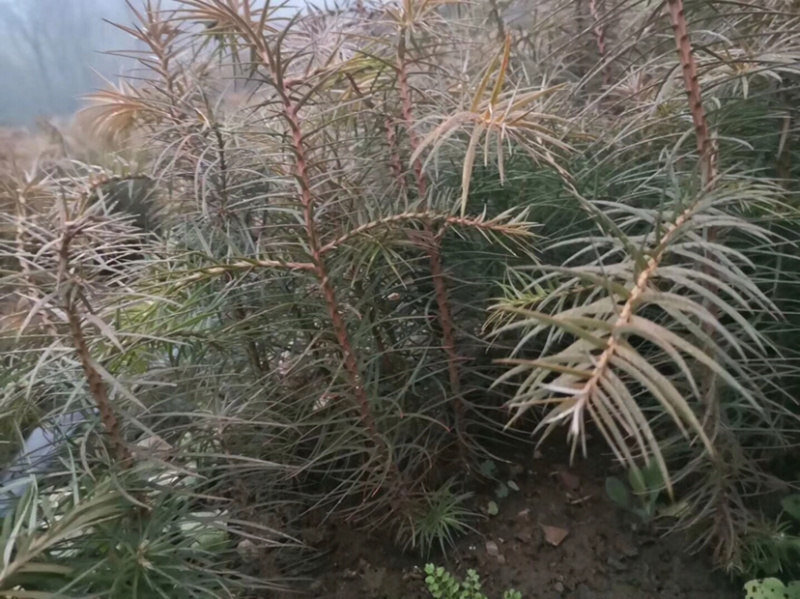 杉树苗长势良好根系发达成活率
