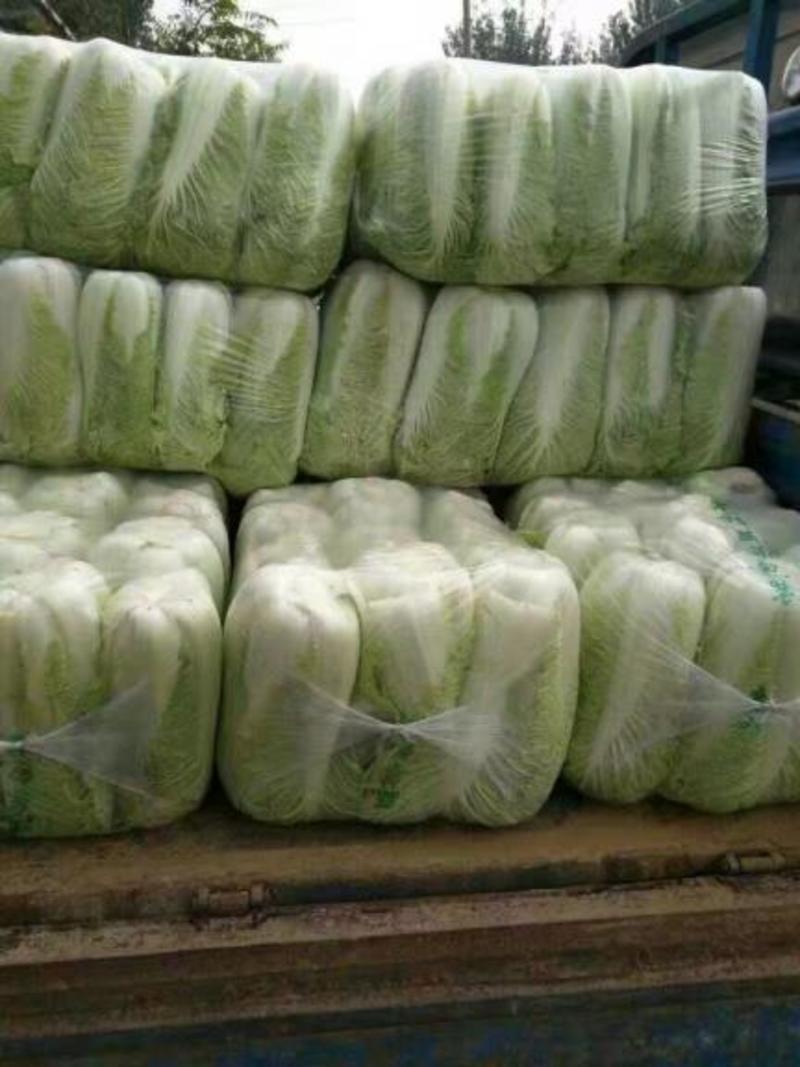 山东平阴北京新三号白菜大量供应，质量好，欢迎选购。