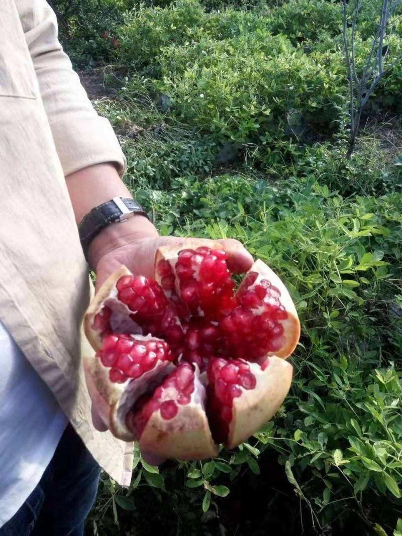 蒙阳红石榴树苗口感好汁多单果重750克基地直发