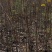 晚秋黄梨苗、新品种梨苗：基地直供！产地：河南漯河