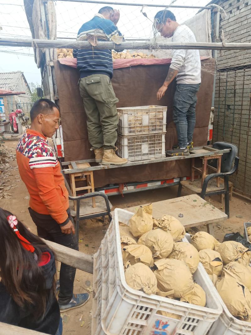 晚秋黄梨苗、新品种梨苗：基地直供！产地：河南漯河