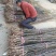 晚秋黄梨苗、新品种梨苗：基地直供！产地：河南漯河