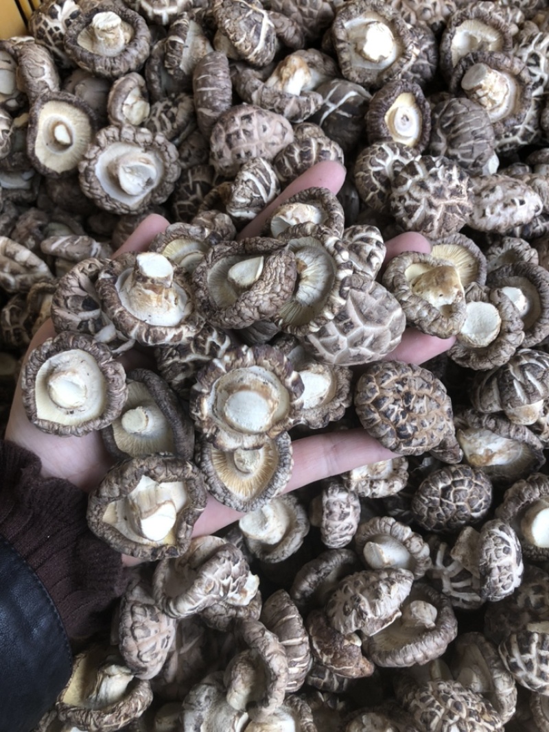 礼品袋天白大花菇厚肉剪脚500g产地一手货源批发干花菇冬