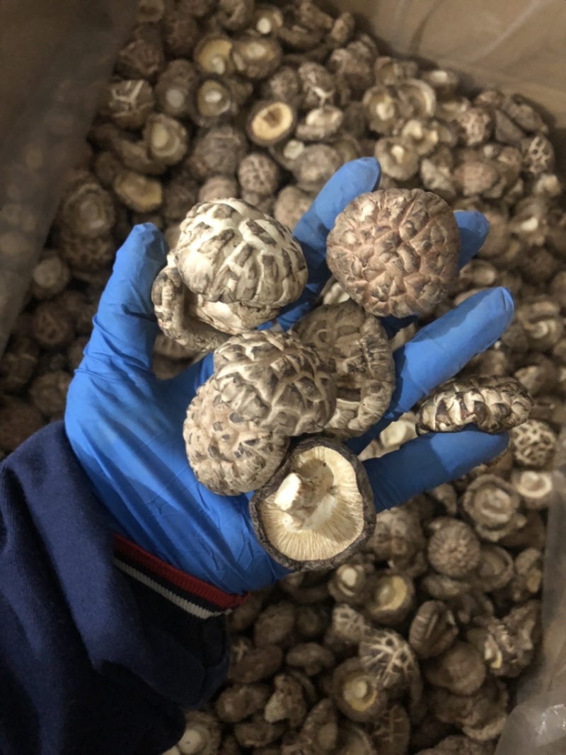 礼品袋天白大花菇厚肉剪脚500g产地一手货源批发干花菇冬