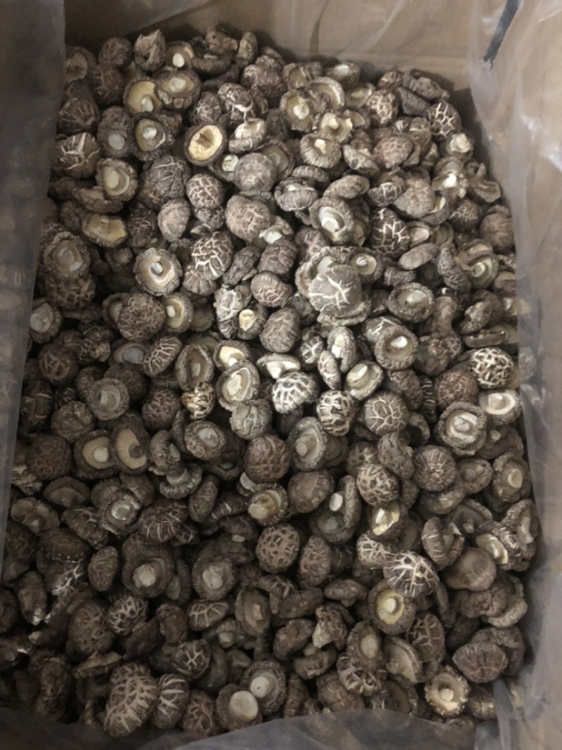 礼品袋天白大花菇厚肉剪脚500g产地一手货源批发干花菇冬
