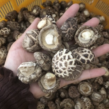 出口级花菇干货干香菇蘑菇冬菇500g河南花菇产地一手货源