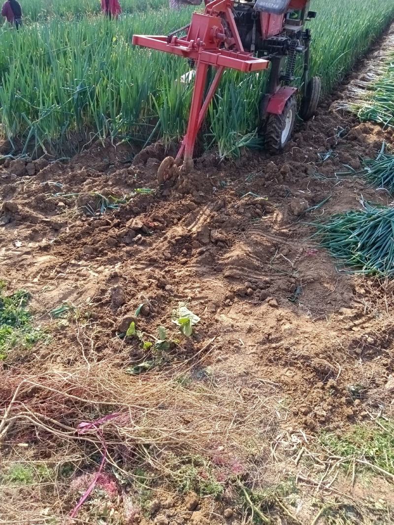基地大葱开始出售，欢迎各位老板订购