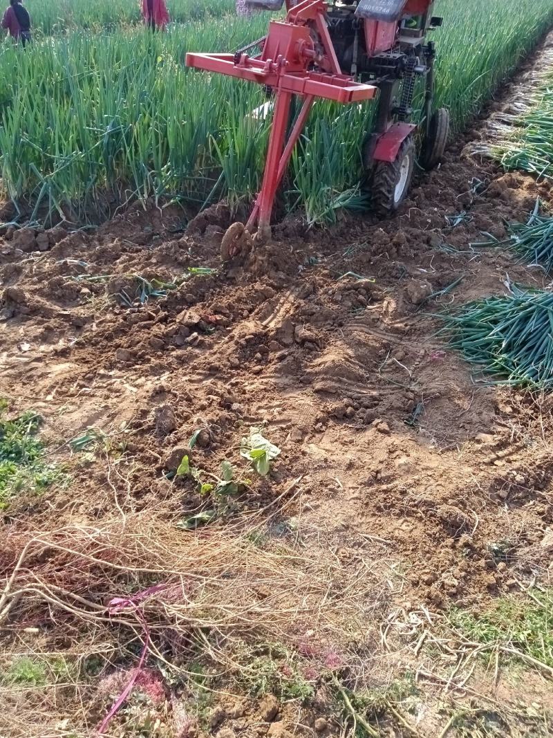 基地大葱开始出售，欢迎各位老板订购