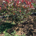 红叶石楠红叶石楠球红叶石楠树