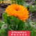金盏菊种子庭院花卉四季易种景观绿化金盏花花海花坛开花
