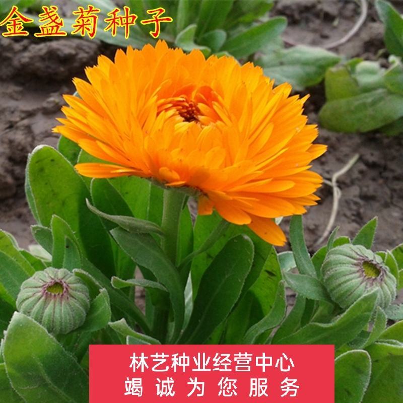金盏菊种子庭院花卉四季易种景观绿化金盏花花海花坛开花