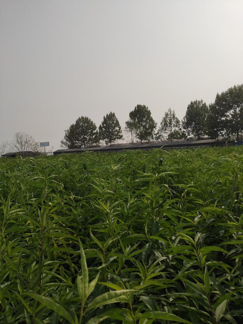 中油蟠5号桃树苗，早熟新品种，风味浓甜，保证质量，包技术