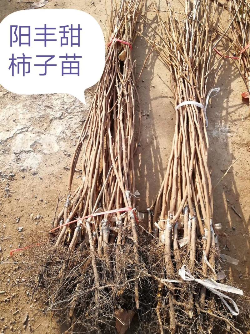 阳丰柿子苗、柿子苗价格、吊红柿子苗、火葫芦柿子苗、柿子苗