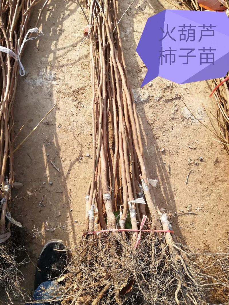 阳丰柿子苗、柿子苗价格、吊红柿子苗、火葫芦柿子苗、柿子苗
