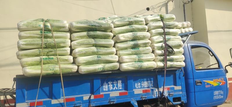 大量供应黄心白菜净菜加工各种包装！立包扁包网包包纸泡菜厂