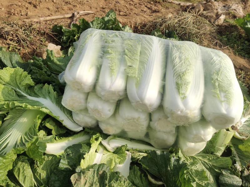 大量供应黄心白菜净菜加工各种包装！立包扁包网包包纸泡菜厂