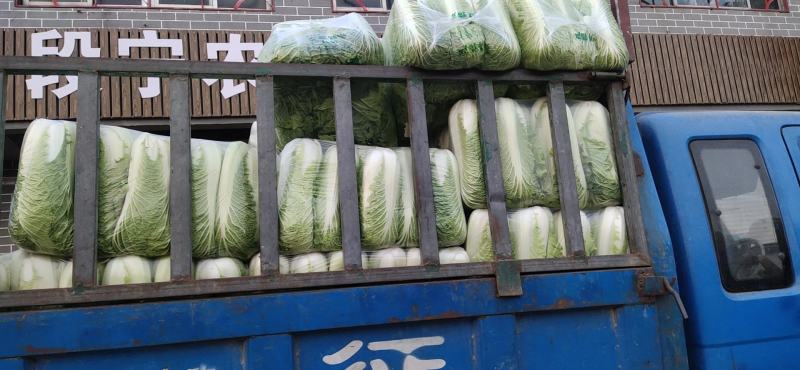 大量供应黄心白菜净菜加工各种包装！立包扁包网包包纸泡菜厂