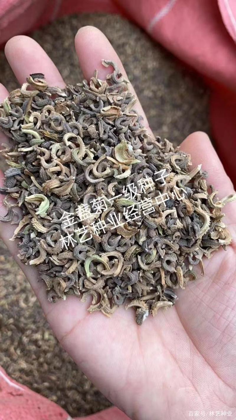 金盏菊种子庭院花卉四季易种景观绿化金盏花花海花坛开花