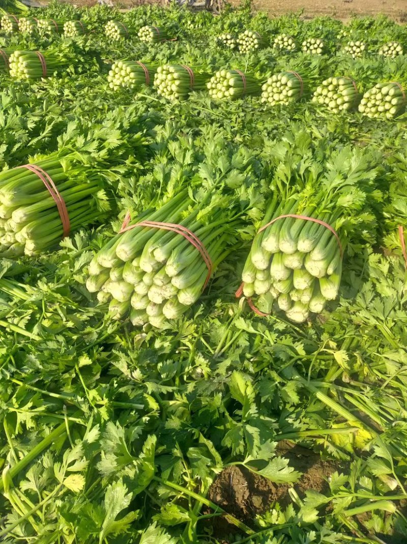 优质芹菜，万亩基地大量上市，代发全国接单！
