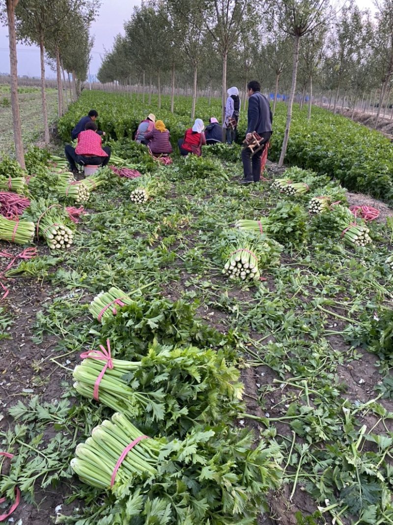 优质芹菜，万亩基地大量上市，代发全国接单！