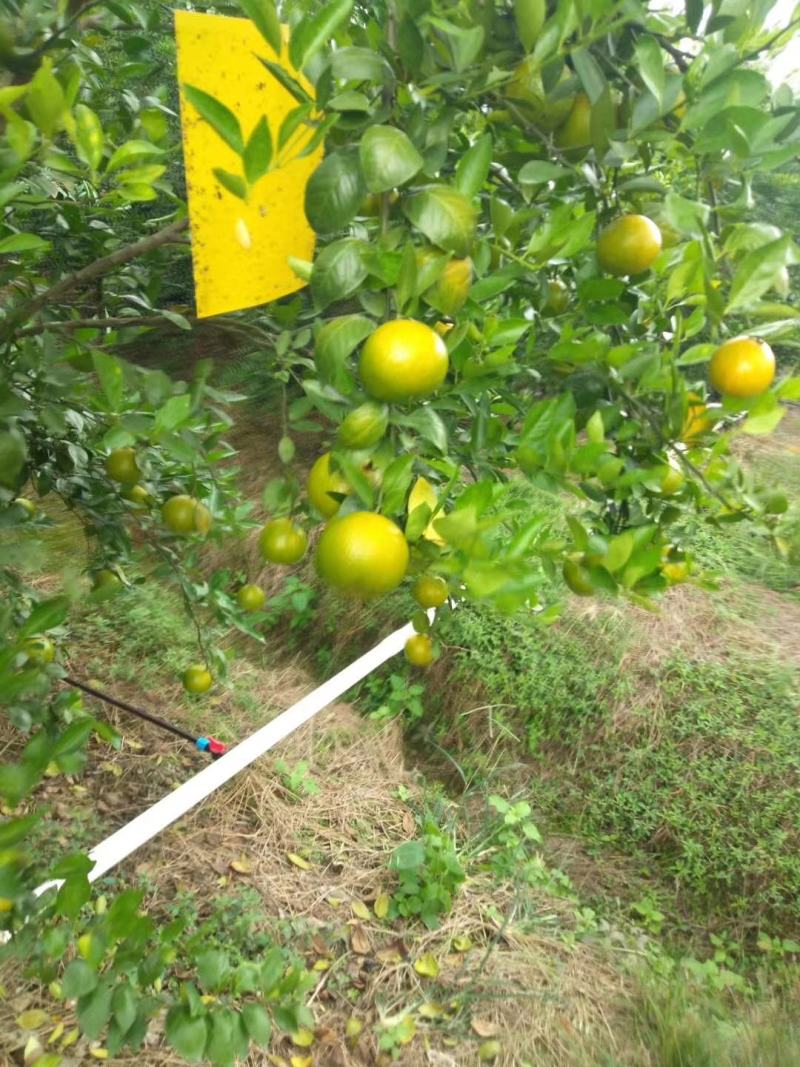 特产:正宗德庆《贡柑》又名皇帝柑10斤1件