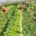 西芹惠民精品芹菜65公分以上，万亩芹菜基地大量产地直销