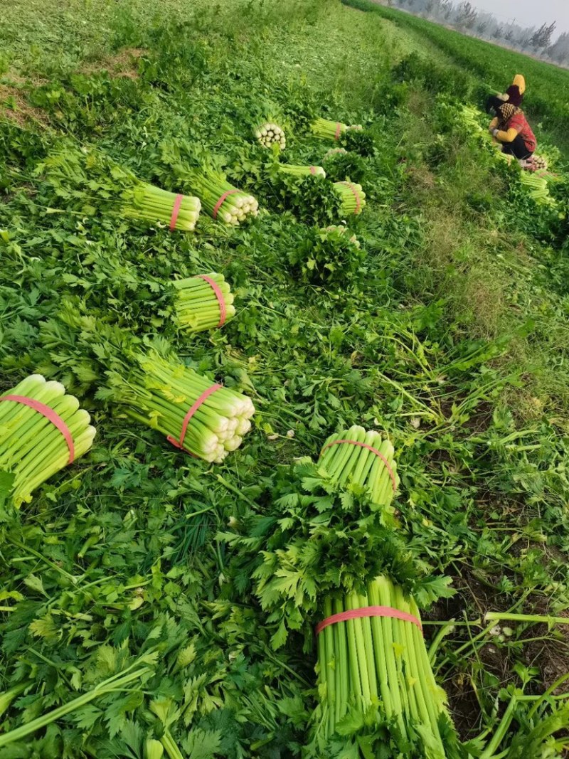 西芹惠民精品芹菜65公分以上，万亩芹菜基地大量产地直销