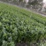 西芹惠民精品芹菜65公分以上，万亩芹菜基地大量产地直销