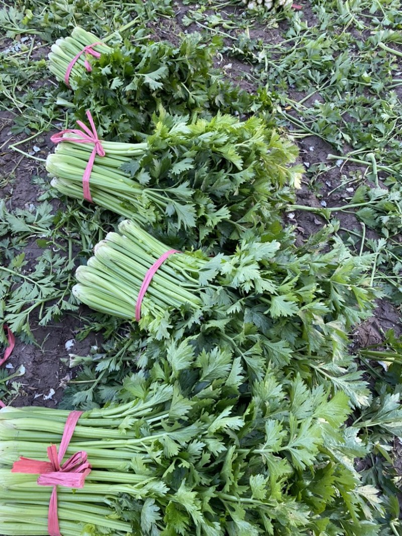 西芹惠民精品芹菜65公分以上，万亩芹菜基地大量产地直销